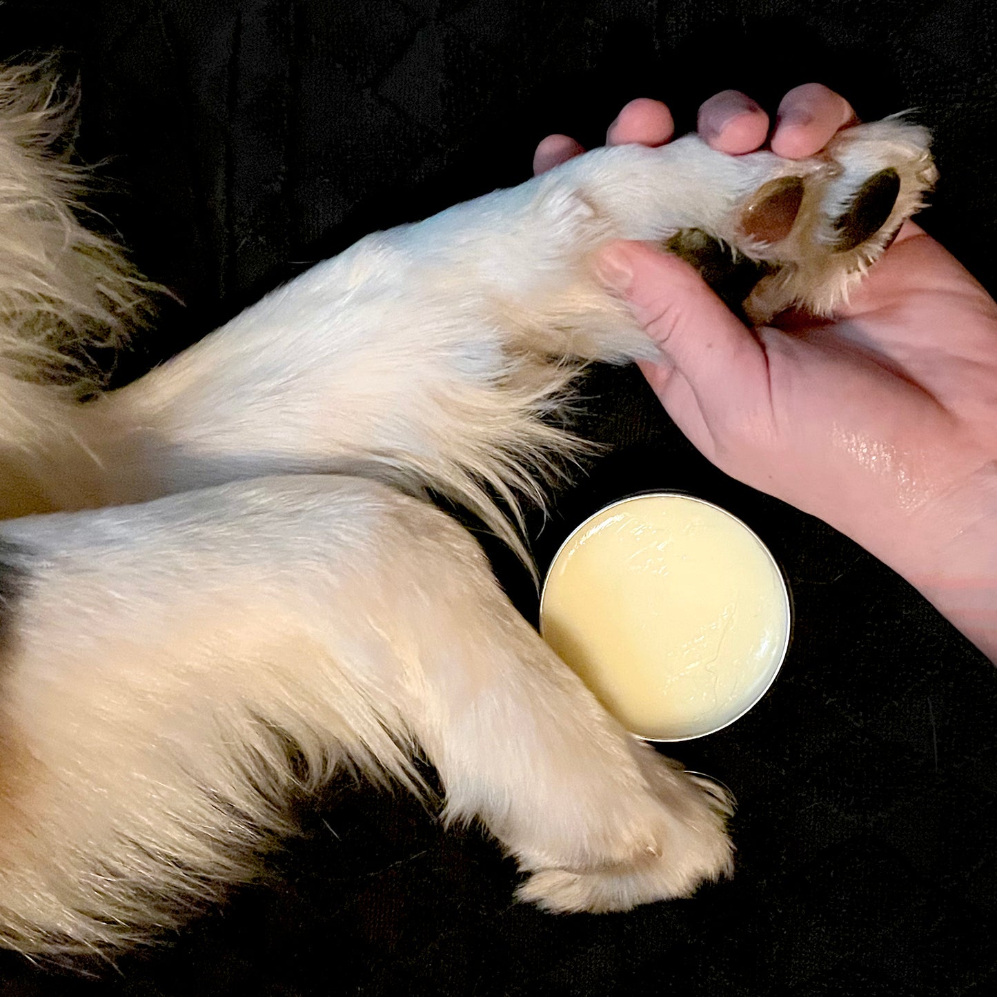 Pampered Pup Box